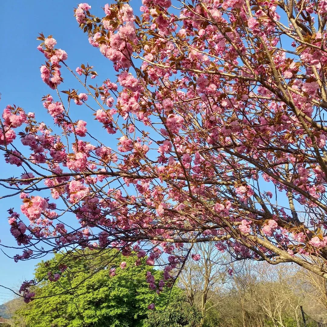 菰野町デイサービス虹🌈の春、八重桜