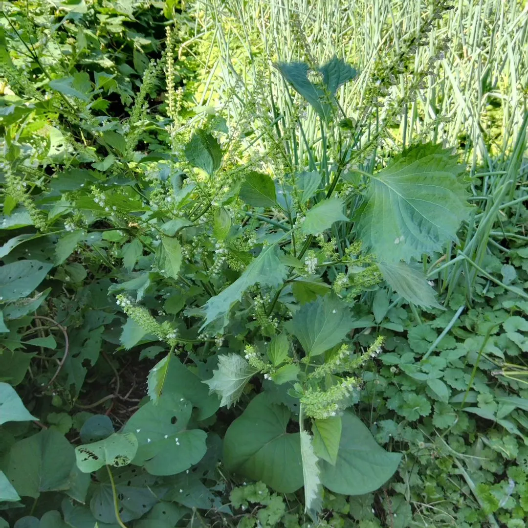 収穫前のさつま芋、さつま芋は霜が降りる前に、里芋は霜が降りて...