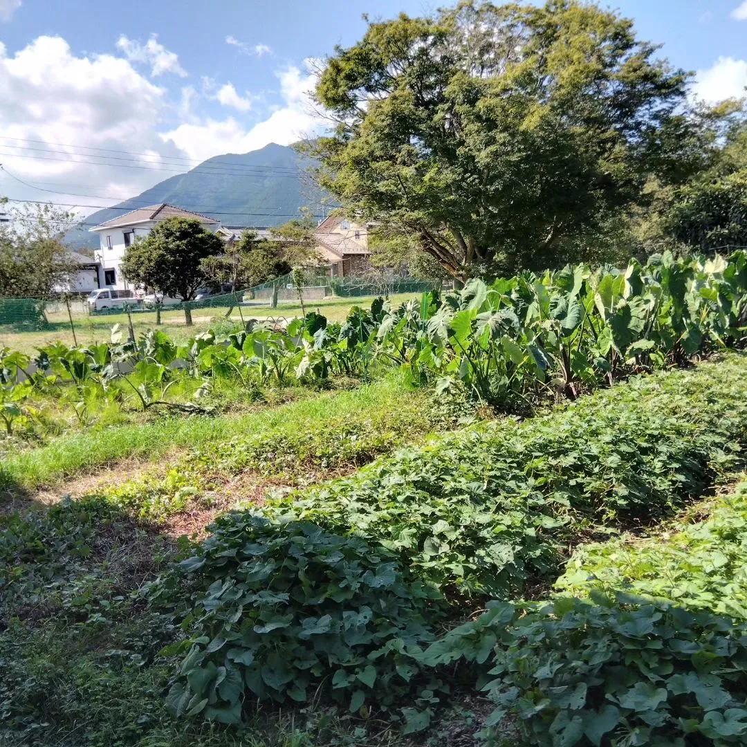 収穫前のさつま芋、さつま芋は霜が降りる前に、里芋は霜が降りて...